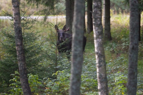 Der König der Wälder | © Fredrik Broman/imagebank.sweden.se